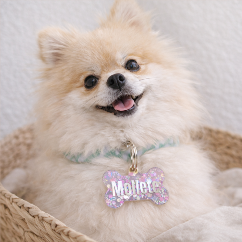 Perro pequeño con placa personalizada para su collar.